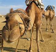 camel safari